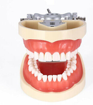 Nissin Model - Type: Generic | Educational Models, Student Section
