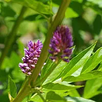 Licious Root Extract